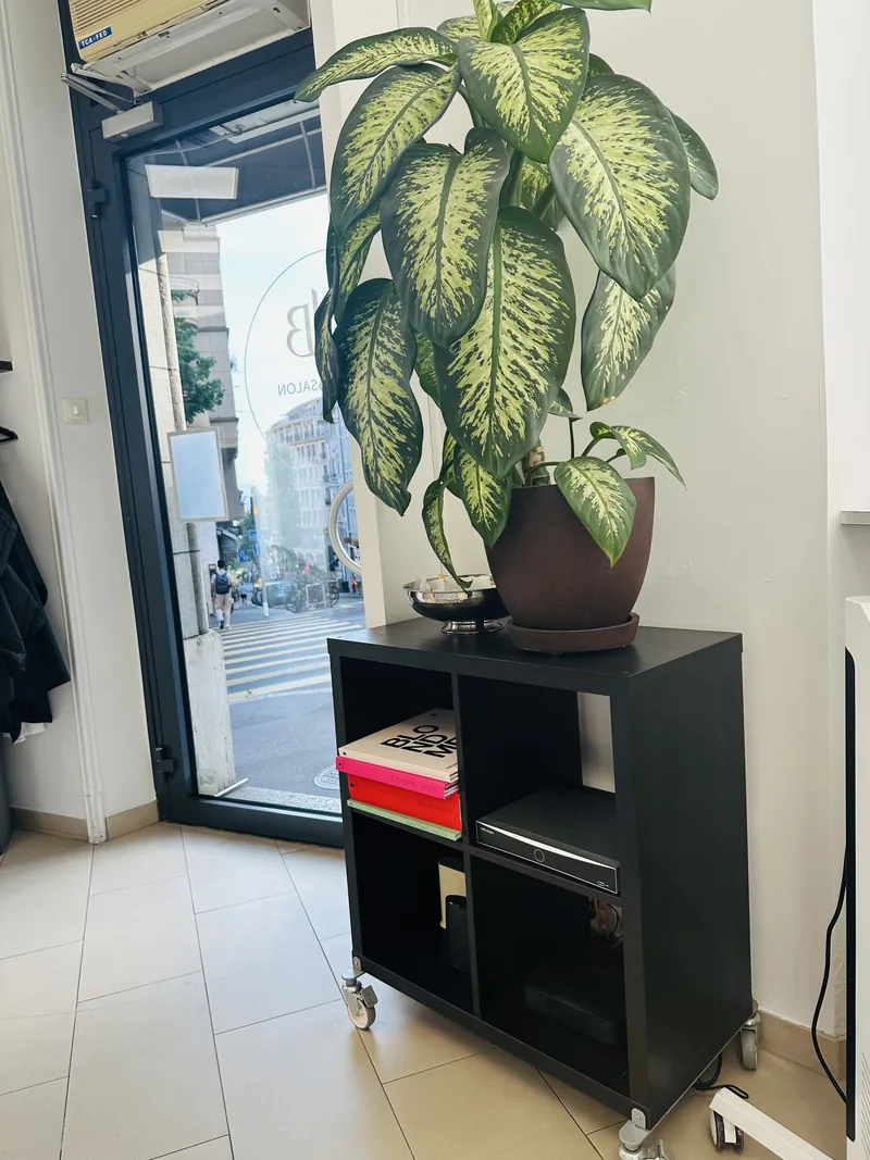 L'entrée du salon et son coin verdure